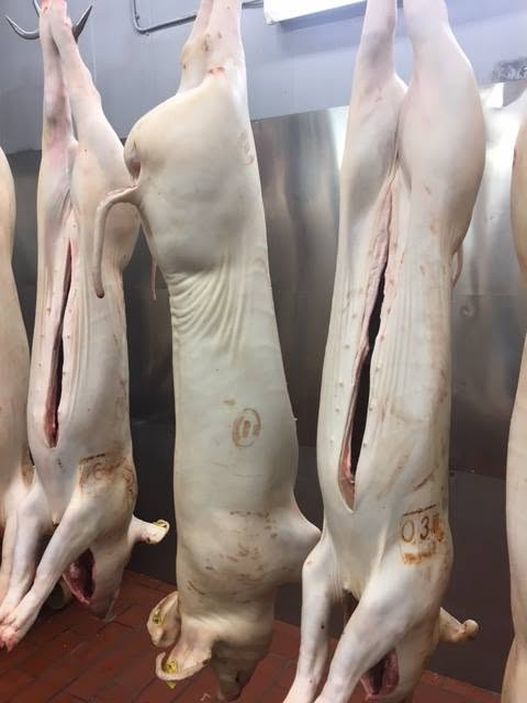 Grillgris slaktad, ej grillad